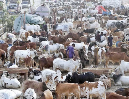 Punjab unveils Rs149.9bn plan to raise livestock exports beyond $4bn