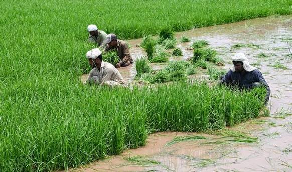 Basmati paddy cultivation gains momentum in Punjab