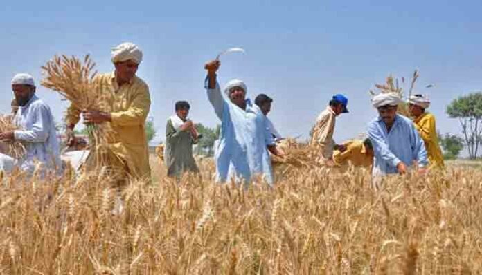 Punjab strengthens wheat reserves to ensure supplies until next harvest