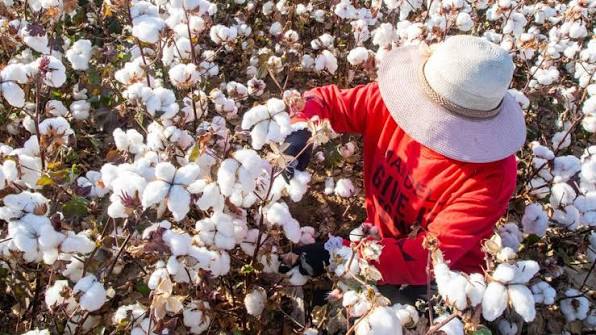 Pakistan takes a leap in cotton research with 14 newly developed premium varieties