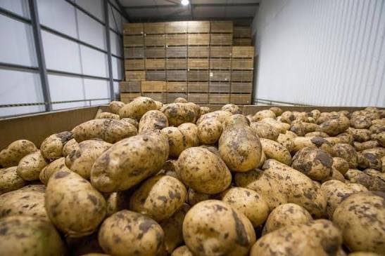 Pakistan expands global footprint with potato exports to 36 markets