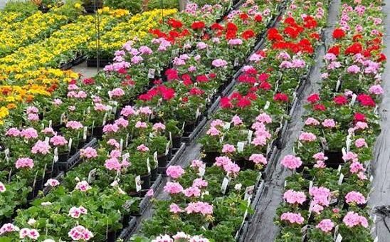 Horticulture sector set for a boost under govt’s FoodAg 2027 drive