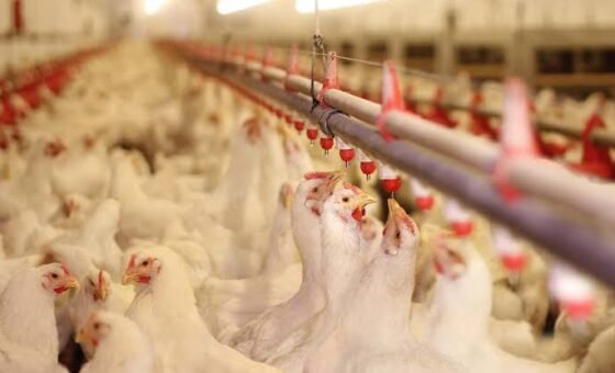 Punjab targets excessive antibiotic use in poultry farming