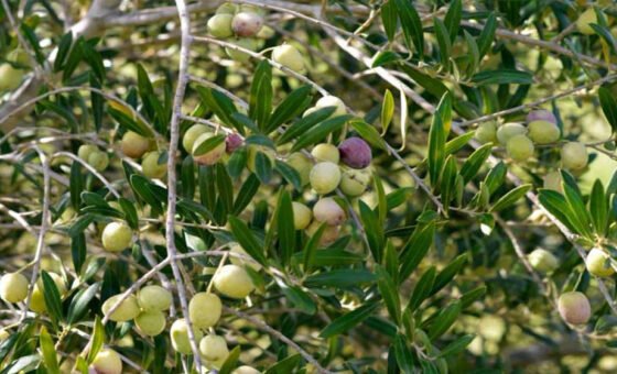 Pakistan accelerates olive cultivation as 12,000 farmers participate across 60 districts