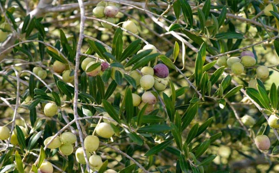 Pakistan accelerates olive cultivation as 12,000 farmers participate across 60 districts
