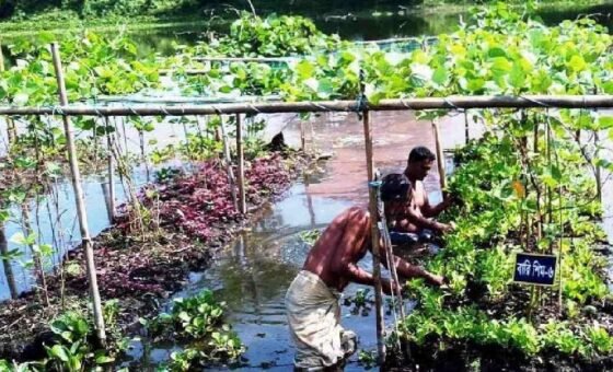 $9.15m floating agriculture project aims to transform farming in Sindh
