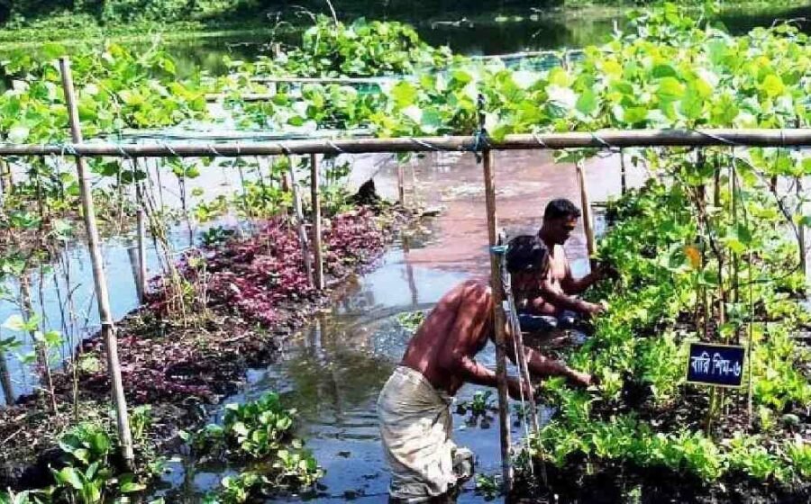 $9.15m floating agriculture project aims to transform farming in Sindh
