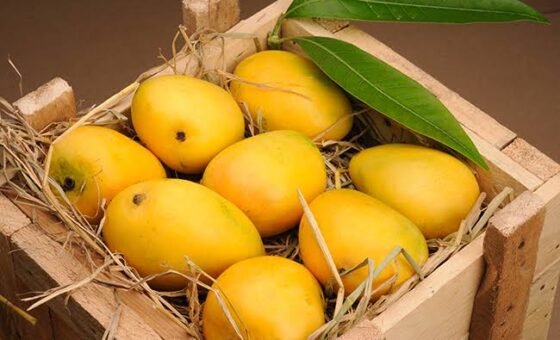 Pakistan’s mango pulp exports fetch $1.13 million during fiscal year 2025-26