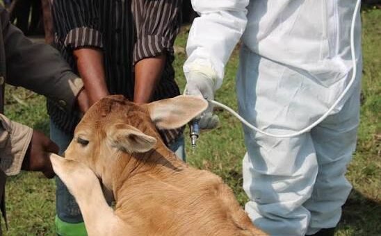 Chinese vaccines strengthen Pakistan’s fight against livestock diseases