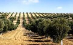 Drip irrigation covers 2,700 acres of olive farms across Pakistan