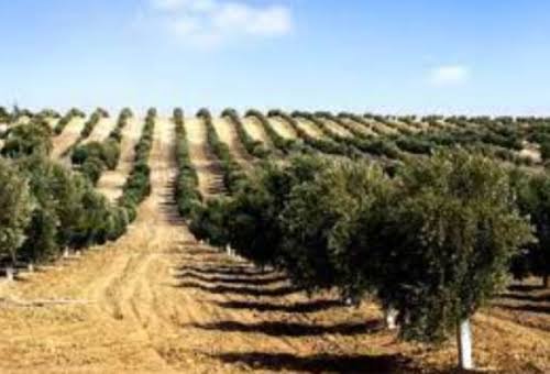 Drip irrigation covers 2,700 acres of olive farms across Pakistan